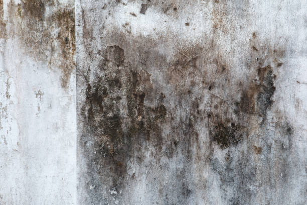 Best Mold Prevention Services  in Lyons, GA