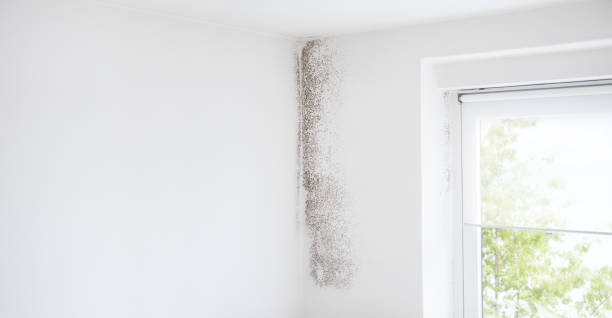 Best Environmental Consulting for Mold Prevention  in Lyons, GA