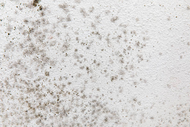 Best Commercial Mold Inspection  in Lyons, GA