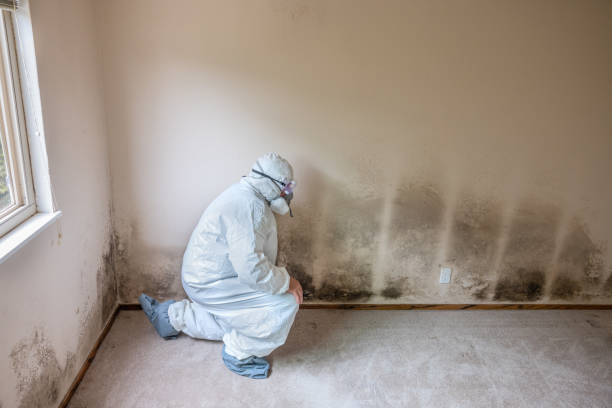 Best Attic Mold Removal  in Lyons, GA