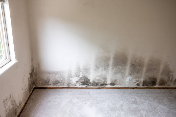 Trusted Lyons, GA Mold Removal Experts