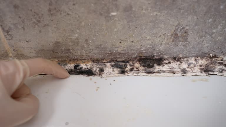 Best Basement Mold Removal  in Lyons, GA